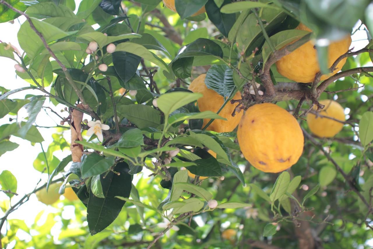 Quinta Casa Da Fonte Gospodarstwo agroturystyczne Vieira do Minho